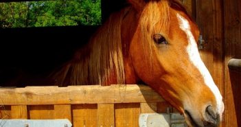 Казахстанские ученые вывели идеальную лошадь для казы