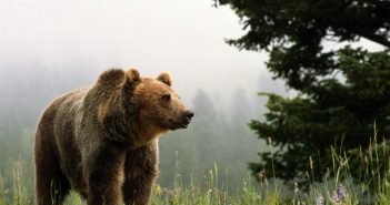 На Земле начинается массовое вымирание животных