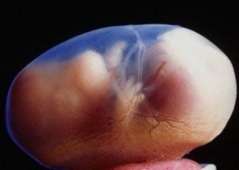 В Китае «отредактировали» гены эмбриона