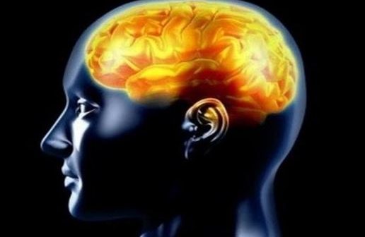 Ученые: мозг человека бывает больше по объёму