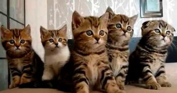 коты