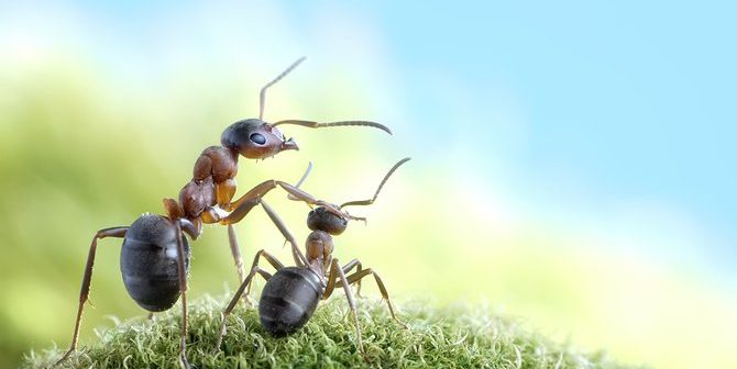 муравьи