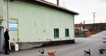 Коты спешат в мечеть при звуках азана